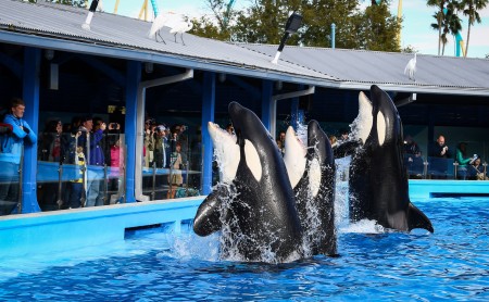 An increasing amount of killer whales are kept in captivity in places such as Sea World. The controversy over this issue was widely covered in Blackfish. Sea World responded to the documentary saying that it included false information. Photo courtesy of MCT Photo