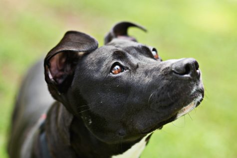 Breed ban boils over