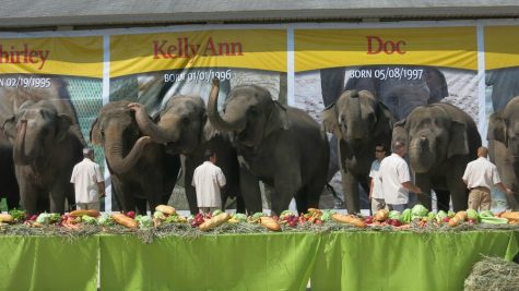 Animal activists applaud