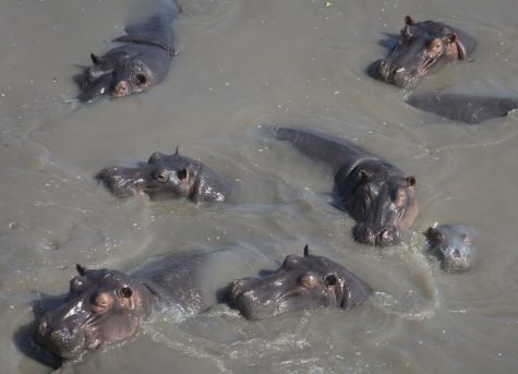 Baby hippo receives name