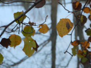 “I’ll run a 5k Thanksgiving morning, then go to my aunt’s house and have dinner with my mom’s side of the family, then stay at my aunt’s house that night. Then I go Black Friday shopping early the next morning,” said Miranda Rodgers, 10. Photo Courtesy of: Maddie Marsh