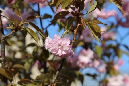 Most people cannot wait for the arrival of spring. After a long, cold winter, the warmer weather and rebirth of plant life can be very liberating. However, those that suffer from spring allergies may not feel the same way. Photo courtesy of Anna Zhou