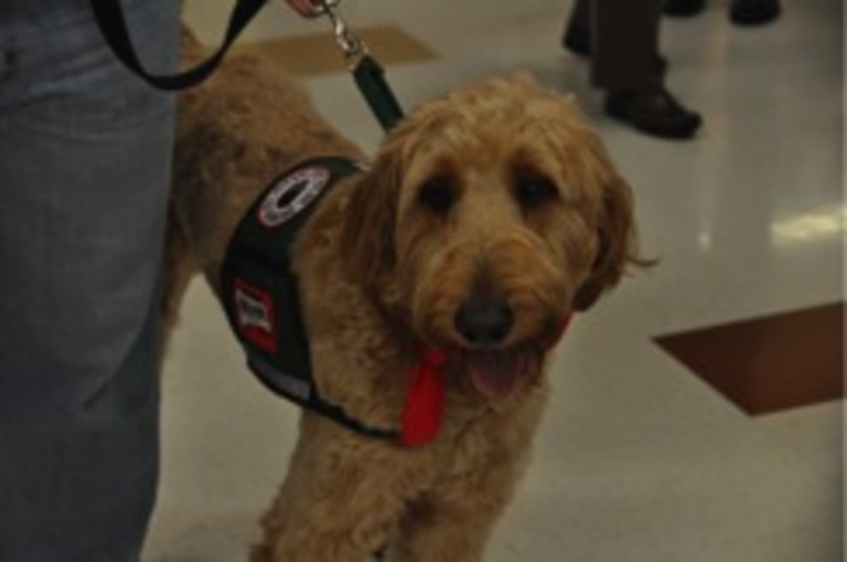 Since World War II, the world of service dogs has become wide and varied. Research has indicated that interactions with therapy dogs can temporarily affect the release of neurotransmitters in the brains. Levels of chemicals linked with bonding, reward, and motivation increase, while levels of chemicals linked to stress decrease. Photo courtesy of Elaine Anello