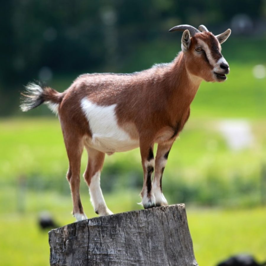 A myotonic goat, otherwise known as the fainting goat, is a domestic goat whose muscles freeze for roughly 10 seconds when the goat feels panic. Though painless, this generally results in the animal collapsing on its side. The characteristic is caused by a hereditary genetic disorder called myotonia congenita. When startled, younger goats will stiffen and fall over. 