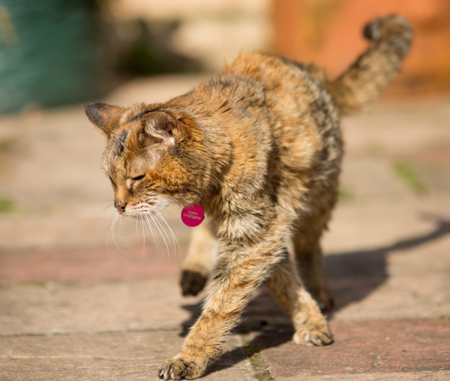 Poppy has lived for twice the age of the average house cat. Her owner also describes her as feisty and energetic in general.  Which are rare characteristics for an animal so old.
