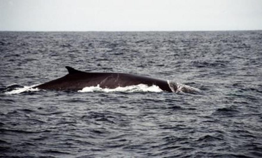 Whales are hunted by the hundreds by the whaling industry. In the 2006-07 season alone, Japanese whalers hunted a total of 866 whales. Whales from their Antarctic program made up over half of those.