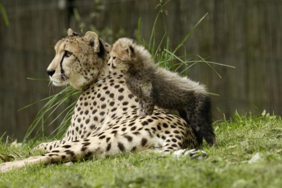 The+Cincinnati+Zoo+is+going+to+be+welcoming+new+cheetah+cubs+thanks+to+their+new+breeding+facility.+Plans+for+this+operation+are+very+important+in+the+animal%E2%80%99s+success.+This+zoo+became+one+of+the+eight+accredited+cheetah+breeding+facilities+due+its+original+farm+operation+in+2002.+Photo+courtesy+of+MCT+Campus.+