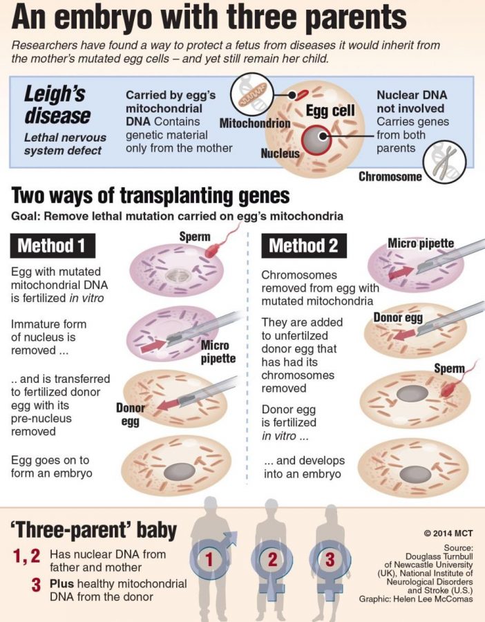 The visual above depicts the two different methods of ‘mitochondrial transfusion’. One showing both eggs fertilized beforehand. The second method shows the egg being fertilized in post.