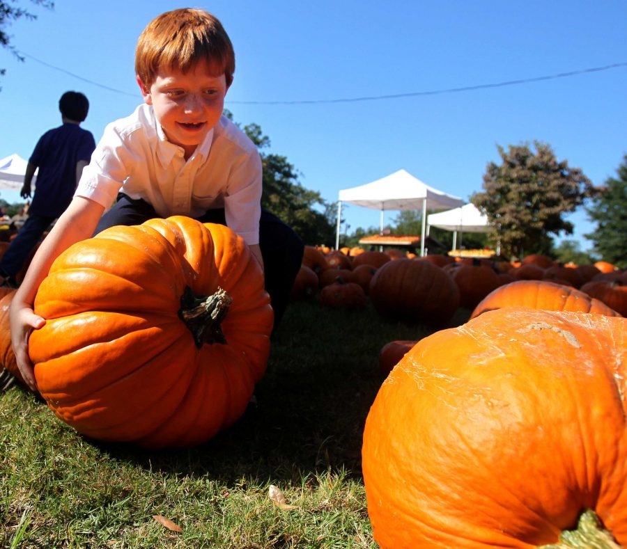 Grey Abramson, 7, background, tries to find the right pumpkin as his brother Andrew, 8, gets in over his head trying to pick one up at Trenholm Road United Methodist Church's pumpkin patch, Friday, October 7, 2011, in Columbia, South Carolina. (Gerry Melendez/The State/MCT)