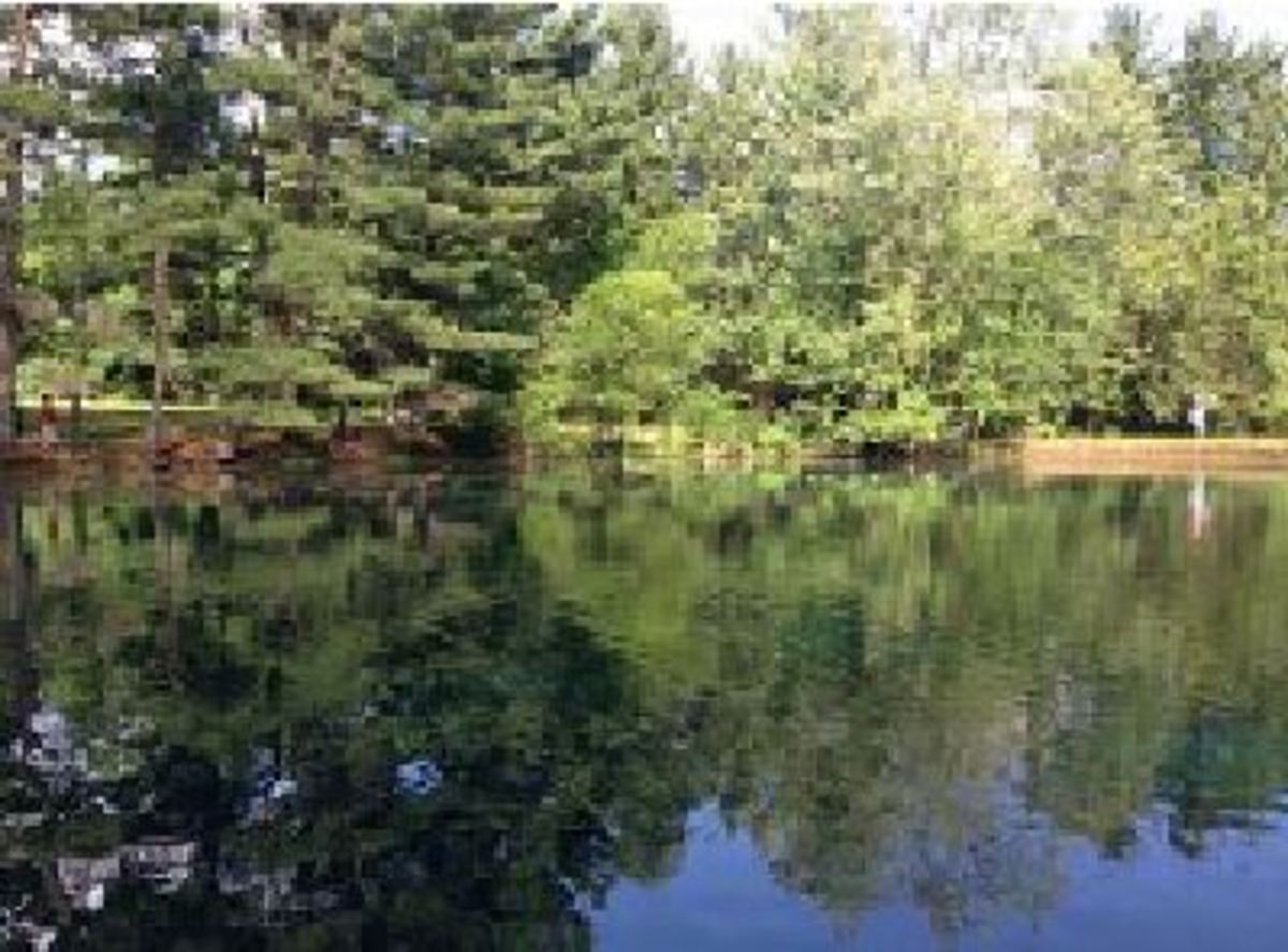 Not only are farms great for enjoys fall, but so are parks and the outdoors in general. As the leaves fall, animals are easy to spot. This weather change also is a great time to have bonfires with friends.