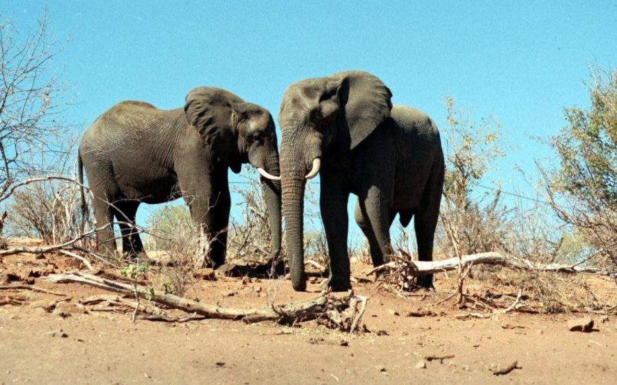 Elephants+have+long+since+remained+a+walking+conundrum+for+scientists.+They+are+large+in+size%2C+so+cancer+should+be+more+prevalent.+However%2C+this+is+not+so%3B+in+fact%2C+elephants+rarely+receive+cancer.