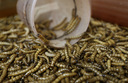 Meal worms are found commonly throughout the world and can therefore be used in various locations to limit plastic waste. The waste is made into biodegradable waste. This does not affect their health.
