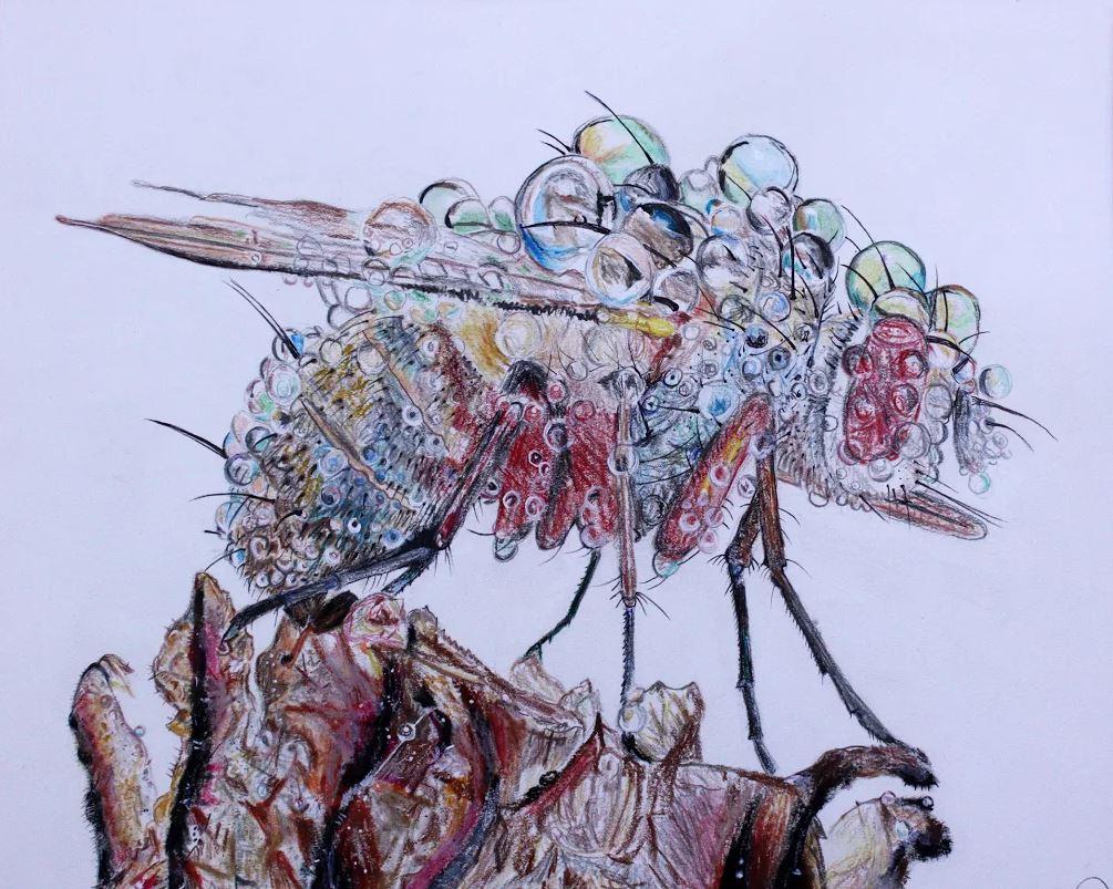 Dew Musca Domestica
Sadye Goodman, 11
National Scholastic Silver Award
Drawing and Illustration
