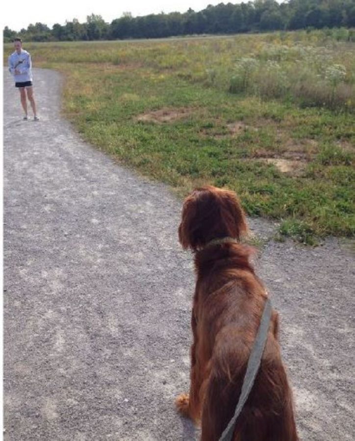 A dog goes on a walk in Summit Park. The park features a dog park, along with a playground and a lake. Summit is getting a new restaurant to be put on the grounds.