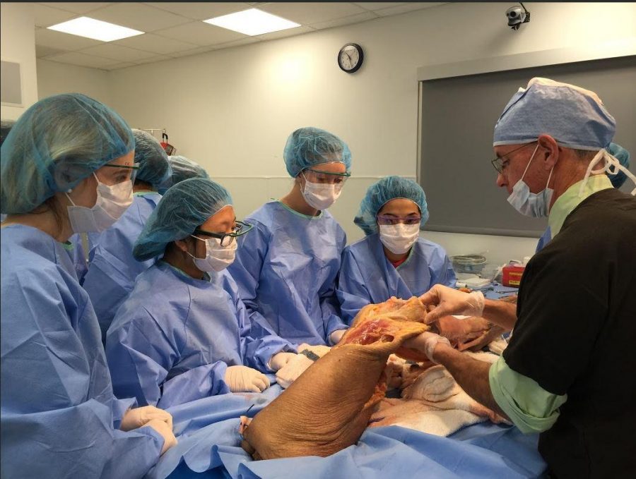 Dr. John Brannan shows students the anterior cruciate ligament (ACL). He explained how tearing the ACL requires surgery to replace it. Brannan also pointed out other structures in the knee and common injuries associated with them. 