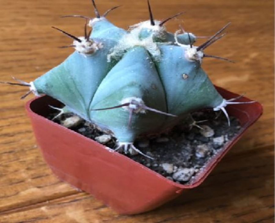 Student council hints cacti might make a comeback soon. The cactus sale last year was greatly successful. Students can talk to anyone in the sophomore class student council or email newtonl@sycamoreschools.org to make suggestions for possible fundraising events.