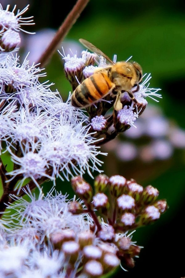 While the bee population is still under control, people must take precaution to guarantee their safety. Beekeepers work hard to preserve the population using several methods. Bees are crucial to the human race in maintaining certain food industries.