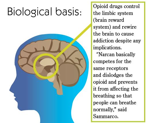 bio-basis-info