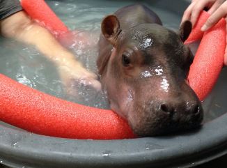 GROWING UP. (January 29) The baby hippo’s care team has been helping her balance in the pool with noodles. She was able to stand without the noodles, holding her own weight and dipping her face under the water to blow a few bubbles. She still struggles with bottle feeding. 
