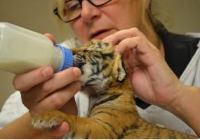 CUTENESS OVERLOAD. Three baby Malayan tiger cubs were just born at the Cincinnati Zoo. As part of an endangered species, the babies are extremely important for diversification of the species and population at the zoo. Currently, they are being cared for by zookeepers and vets in the nursery.