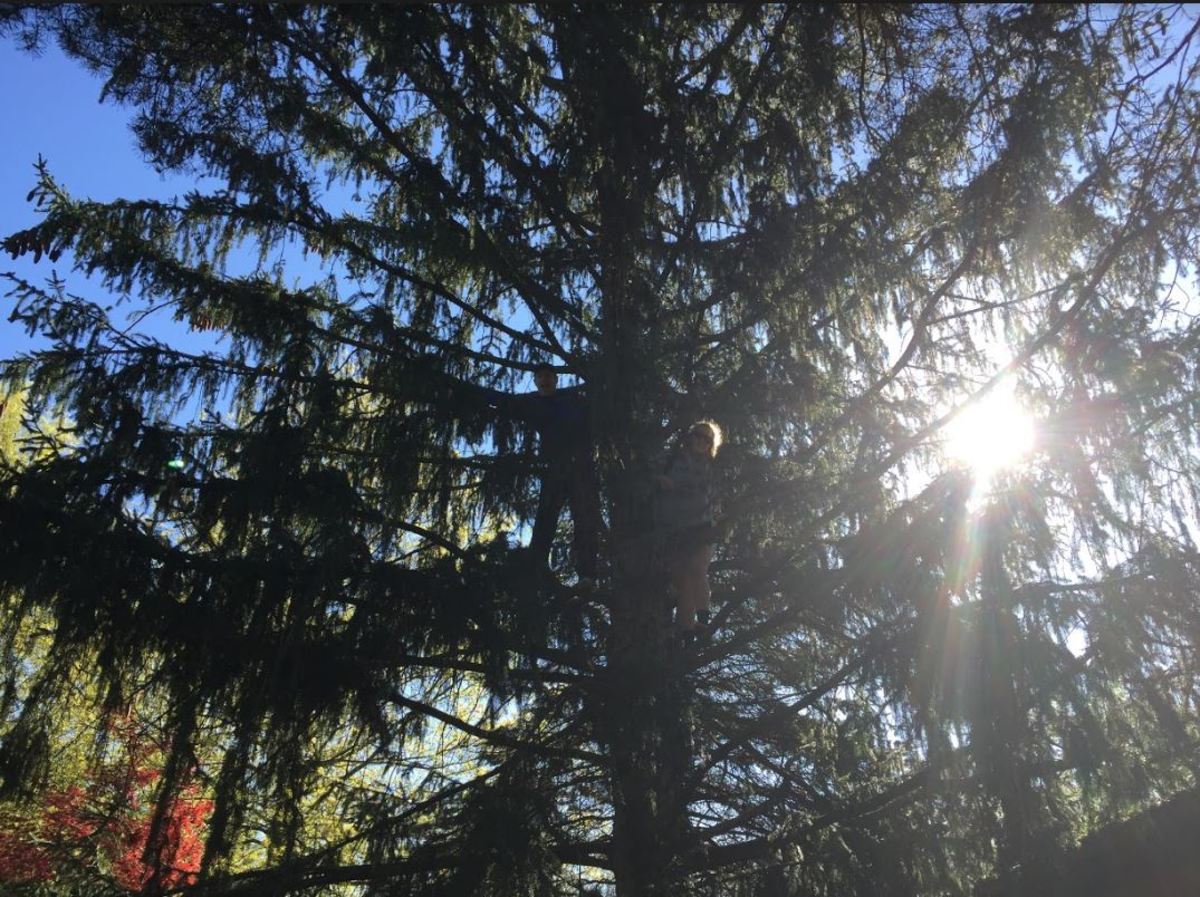 Seniors Allison Kossen and Alex Hull climbed a tree near the shelter house at Pioneer Park to retrieve balloons from their branches. Many times, debris can get caught in tree branches. Because it can be hard to take out, it many times sits in trees and can possibly hurt the surrounding wildlife.