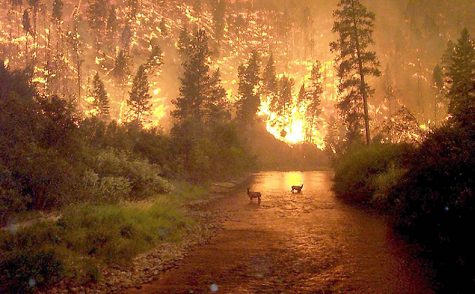 Forests going up in flames