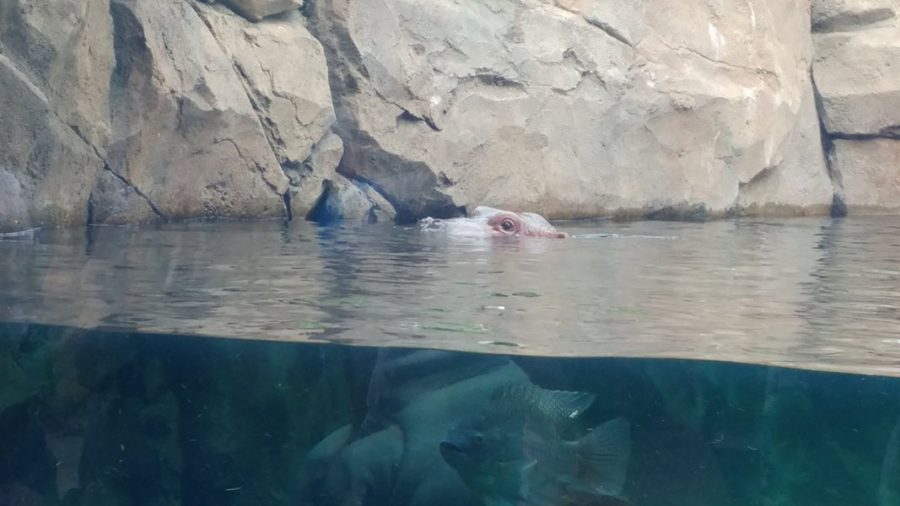MAKE A SPLASH. When visitors go to the zoo, a popular place to visit is the hippo Fiona. Guests always hope to catch her swimming. Fiona is so loved that there is even an ice cream named after her.
