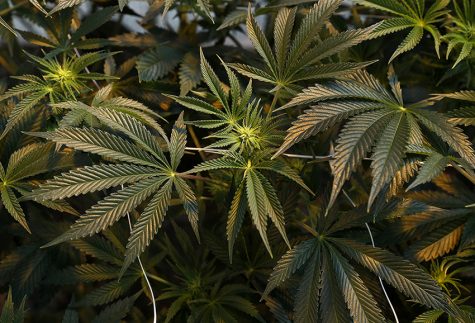 Ohio plants idea to legalize marijuana