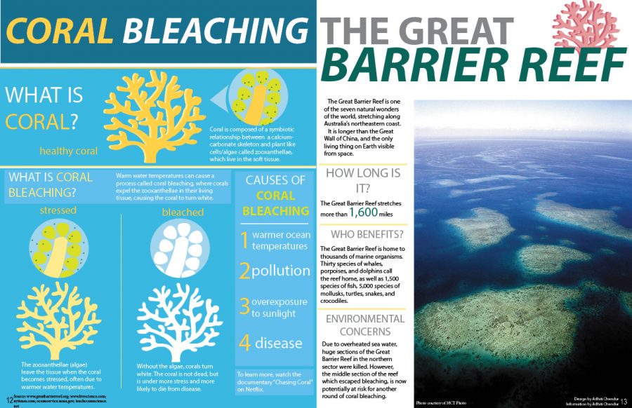 Coral Bleaching