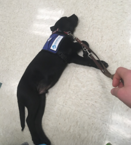 Service dog goes to school