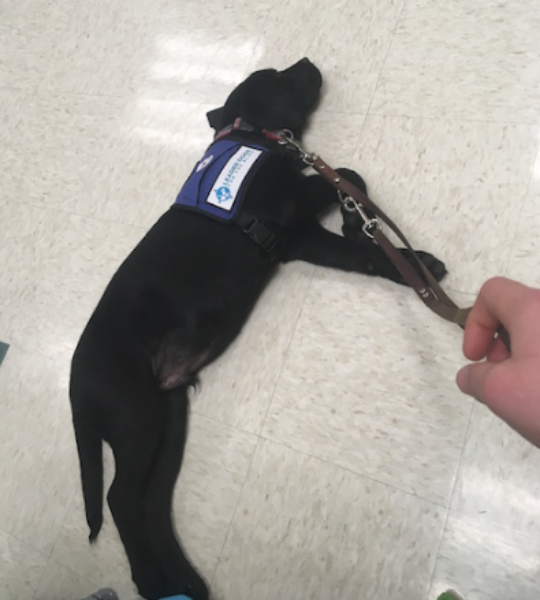 WAG YOUR TAIL. Guide dog in training, Jackson, takes a short nap on the floor during second bell. Junior Robert Wise brings Jackson, an English Black Lab, to two bells once a week to let Jackson socialize and get used to crowded halls. The Wise family has trained three other dogs and have enjoyed teaching the dogs multiple different commands such as “sit,” “down,” and even “touch.” “Also our experience has been very positive with this dog, he’s been very calm for the most part but gets very excited at different times,” Wise said. 