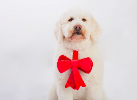 Want some love? Get a Dog!