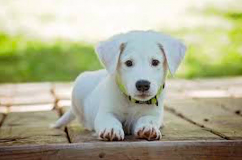 How to get a furry friend