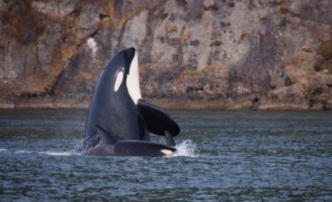 Whales out of water