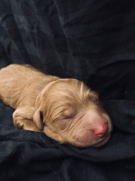  Freshman Victoria DeBrosse’s puppies are pictured at one week old and them now. They are learning and experiencing things for the first time, which can be very exciting. “They’re all opening their eyes and ears now, so they don’t know voices, they don’t know sounds… So my role is to hold the puppies, make them feel comfortable… and then make sure that they’re getting used to new stuff,” said DeBrosse. 
