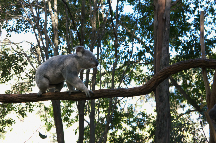A rather infamous part of Australia’s bizarre fauna, the koala population of Australia is at grave risk during these fires. The creatures are slow-moving and find it hard to escape from oncoming flames. In New South Wales, the home of thousands of koalas, an estimated 8,000 bears have been lost to the blaze. Australia’s environmental minister, Sussan Ley explains that “It may well be up to 30 percent of the population in that region [was killed], because up to 30 percent of their habitat has been destroyed.” 
