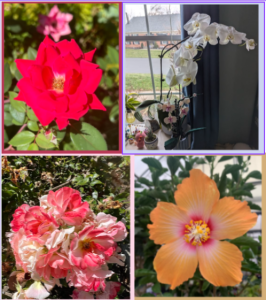 Photo Collage