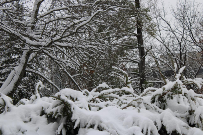 As snow begins to blanket the trees, many SHS students wish for a snow day. The Leaf staff investigated how snow days are decided.