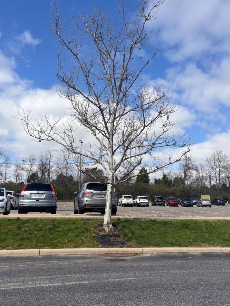 Sycamore High School also boasts its namesake trees.